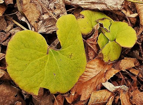Wild Ginger At North Tract This is a picture of Wild Ginger on the North Tract of the Patuxent Research Refuge near Fort Meade, Maryland. Asarum canadense,Canada wild ginger,Fall,Geotagged,United States