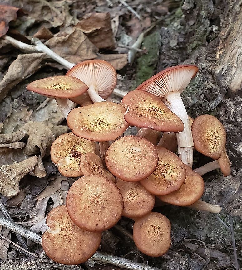 Ringless Honey Mushrooms At North Tract This is a picture of some Ringless Honey Mushrooms on the North Tract of the Patuxent Research Refuge near Fort Meade, Maryland. Armillaria tabescens,Geotagged,Ringless Honey Mushroom,Summer,United States