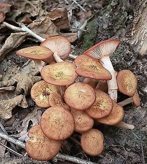 Ringless Honey Mushrooms At North Tract This is a picture of some Ringless Honey Mushrooms on the North Tract of the Patuxent Research Refuge near Fort Meade, Maryland. Armillaria tabescens,Geotagged,Ringless Honey Mushroom,Summer,United States