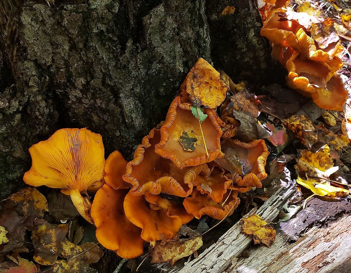 Omphalotus illudens At North Tract This is a picture of Omphalotus illudens on the North Tract of the Patuxent Research Refuge near Fort Meade, Maryland. Fall,Geotagged,Jack O' Lantern Mushroom,Omphalotus illudens,United States