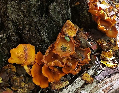 Omphalotus illudens At North Tract This is a picture of Omphalotus illudens on the North Tract of the Patuxent Research Refuge near Fort Meade, Maryland. Fall,Geotagged,Jack O' Lantern Mushroom,Omphalotus illudens,United States