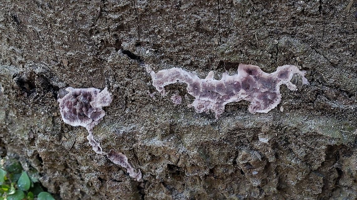 Chondrostereum purpureum This is a picture of Chondrostereum purpureum at the Mckeldin Area of Patapsco Valley State Park in Carroll County, Maryland. Chondrostereum purpureum,Geotagged,Silver leaf,United States,Winter