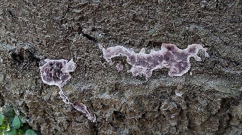 Chondrostereum purpureum This is a picture of Chondrostereum purpureum at the Mckeldin Area of Patapsco Valley State Park in Carroll County, Maryland. Chondrostereum purpureum,Geotagged,Silver leaf,United States,Winter