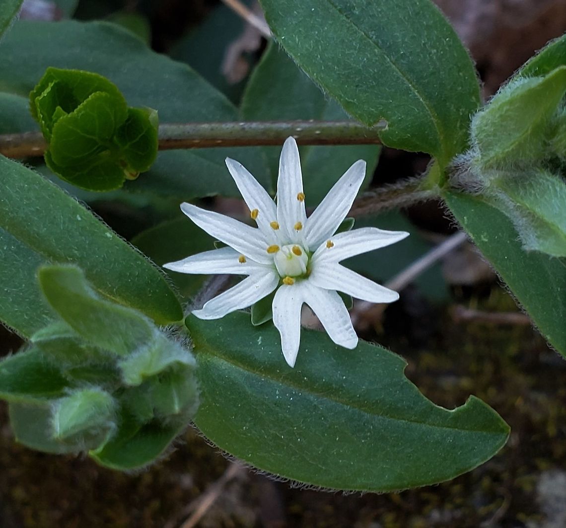 Star Chickweed At Mckeldin This is a picture of Star Chickweed at the Mckeldin Area of Patapsco Valley State Park in Carroll County, Maryland. Geotagged,Spring,Star chickweed,Stellaria pubera,United States