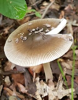 Amanita rhacopus This is a picture of a Amanita rhacopus at Downs Park in Pasadena, Maryland. Amanita rhacopus,Geotagged,Shaggy Legged Ringless Amanita,Spring,United States