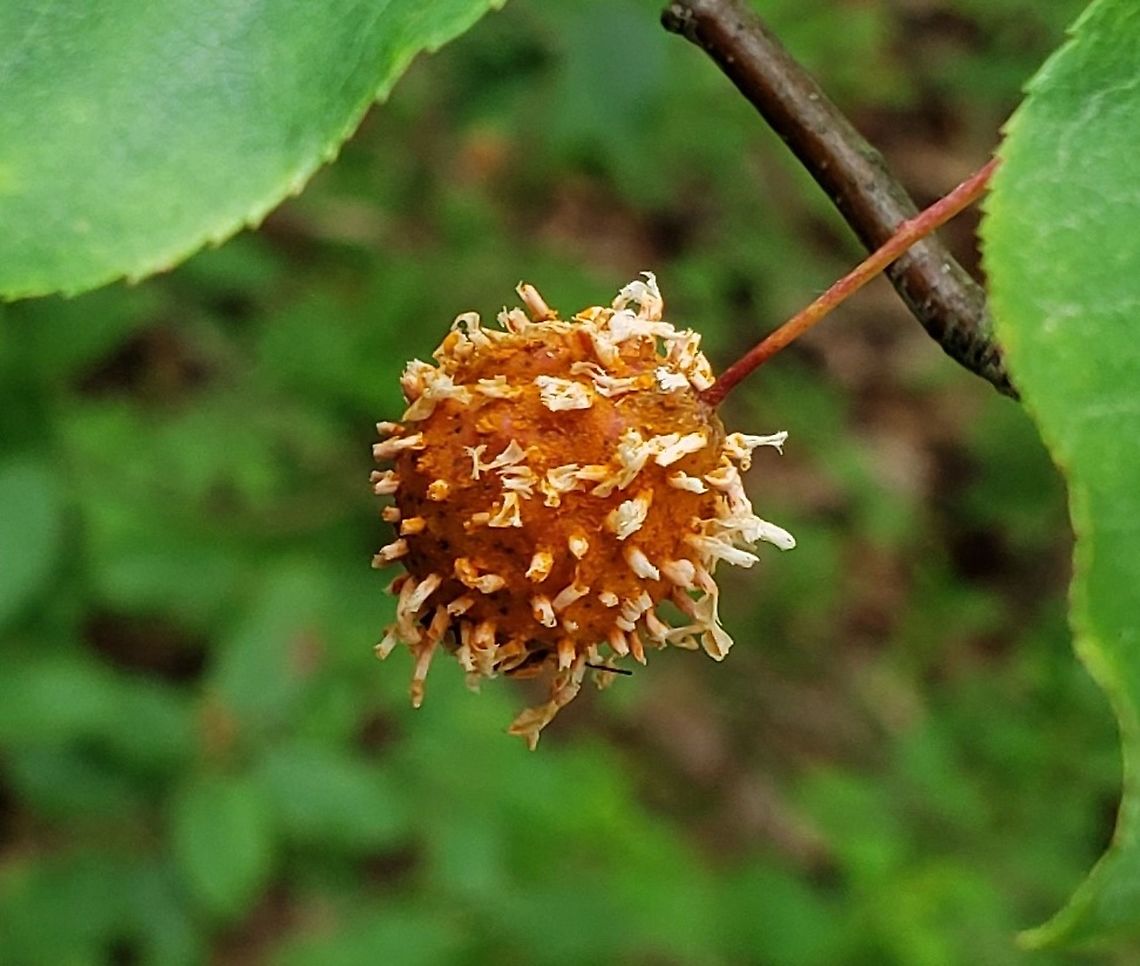 Gymnosporangium clavipes This is a picture of Gymnosporangium clavipes at Downs Park in Pasadena, Maryland. Geotagged,Gymnosporangium clavipes,Spring,United States