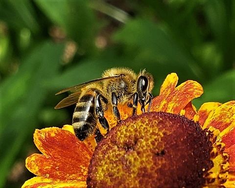 Western Honey Bee At Downs Park This is a picture of a Western Honey Bee at Downs Park in Pasadena, Maryland. Apis mellifera,Geotagged,Summer,United States,Western honey bee