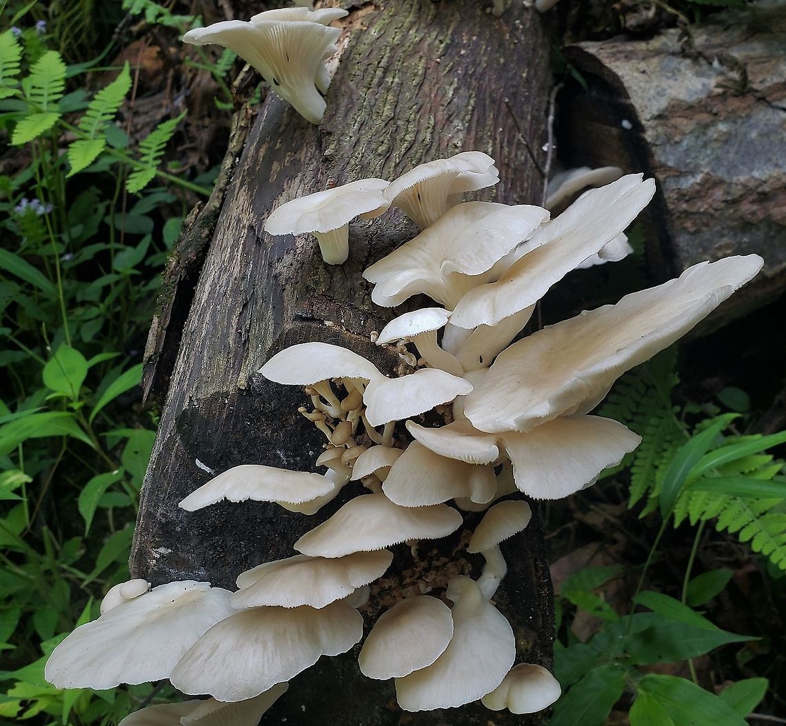 Pleurotus pulmonarius This is a picture of Pleurotus pulmonarius at the Mckeldin Area of Patapsco Valley State Park in Carroll County, Maryland. Geotagged,Lung Oyster,Pleurotus pulmonarius,Summer,United States