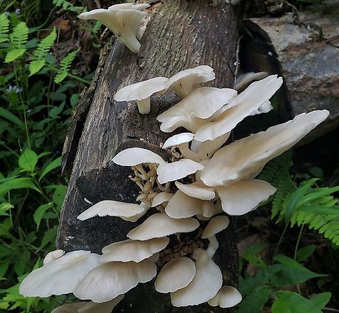 Pleurotus pulmonarius This is a picture of Pleurotus pulmonarius at the Mckeldin Area of Patapsco Valley State Park in Carroll County, Maryland. Geotagged,Lung Oyster,Pleurotus pulmonarius,Summer,United States