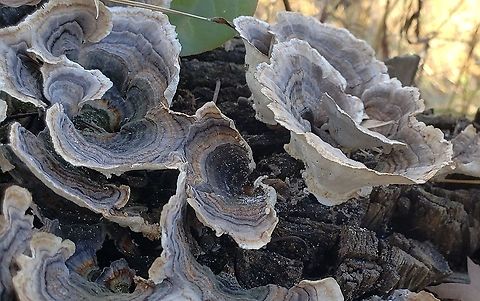 Turkey Tail At Leakin Park This is a picture of Turkey Tail at Leakin Park in Baltimore City, Maryland. Fall,Geotagged,Trametes versicolor,Turkey Tail,United States