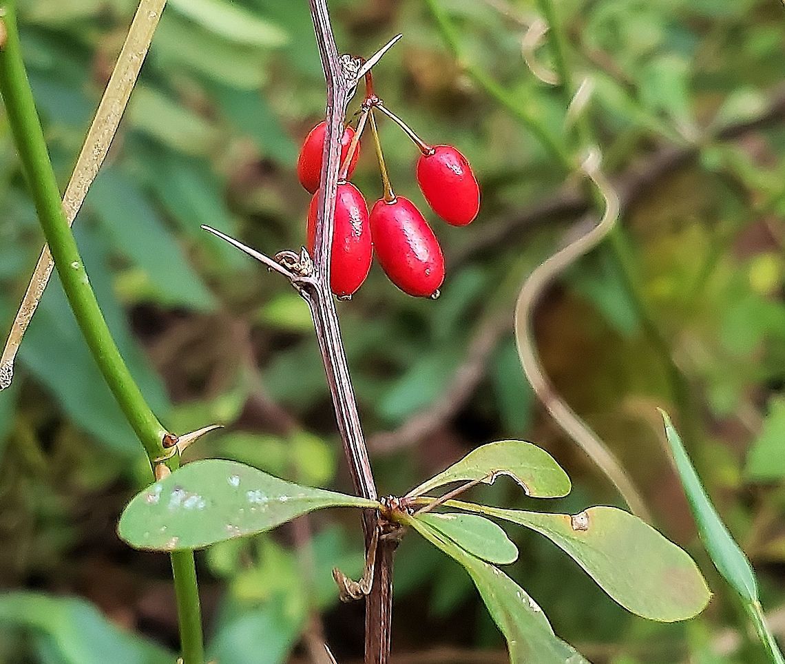 Japanese Barberry At Mckeldin This is a picture of Japanese Barberry at the Mckeldin Area of Patapsco Valley State Park in Carroll County, Maryland. Berberis thunbergii,Fall,Geotagged,Japanese barberry,United States
