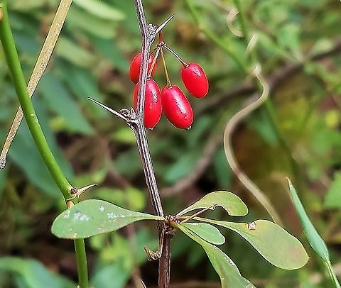 Japanese Barberry At Mckeldin This is a picture of Japanese Barberry at the Mckeldin Area of Patapsco Valley State Park in Carroll County, Maryland. Berberis thunbergii,Fall,Geotagged,Japanese barberry,United States
