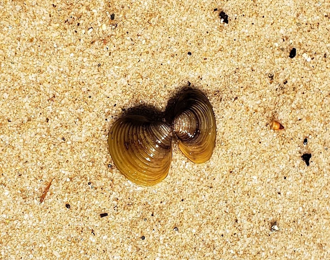 Asian Clam At Piney Run This is a picture of an Asian Clam Shell at Piney Run Park in Carroll County, Maryland. Corbicula fluminea,Geotagged,Spring,United States