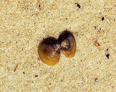 Asian Clam At Piney Run This is a picture of an Asian Clam Shell at Piney Run Park in Carroll County, Maryland. Corbicula fluminea,Geotagged,Spring,United States