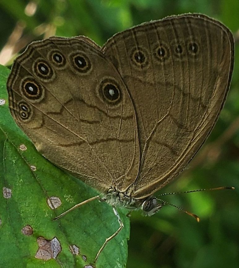Appalachian Brown This is a picture of Appalachian Brown at Patuxent Ponds Park in Odenton, Maryland. Appalachian Brown,Geotagged,Satyrodes appalachia,Summer,United States