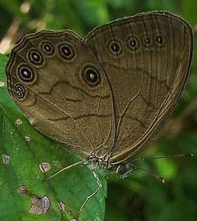 Appalachian Brown This is a picture of Appalachian Brown at Patuxent Ponds Park in Odenton, Maryland. Appalachian Brown,Geotagged,Satyrodes appalachia,Summer,United States