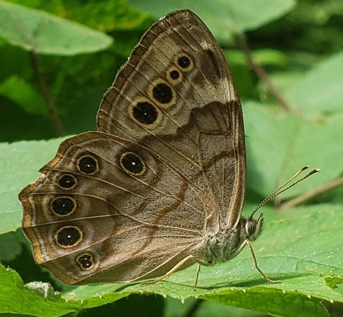 Northern Pearly-Eye This is a picture of a Northern Pearly-Eye at Patapsco Valley State Park in Baltimore County, Maryland. Enodia anthedon,Geotagged,Northern Pearly-eye,Summer,United States