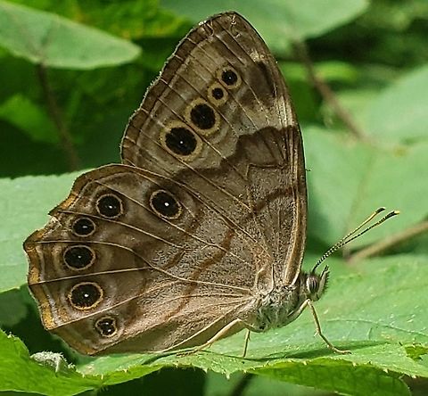 Northern Pearly-Eye This is a picture of a Northern Pearly-Eye at Patapsco Valley State Park in Baltimore County, Maryland. Enodia anthedon,Geotagged,Northern Pearly-eye,Summer,United States