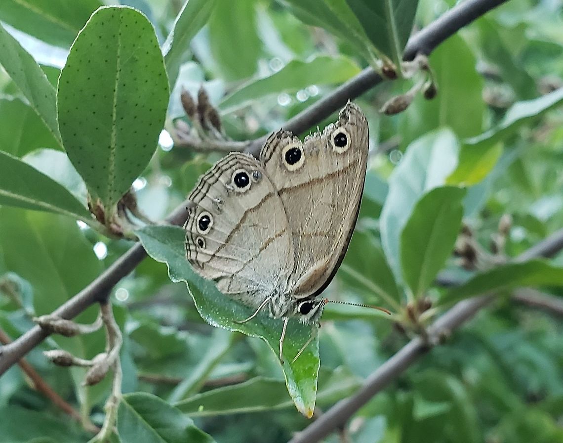 Little Wood Satyr This is a picture of a Little Wood Satyr at Greenbury Point near Annapolis, Maryland. Geotagged,Little wood satyr,Megisto cymela,Summer,United States