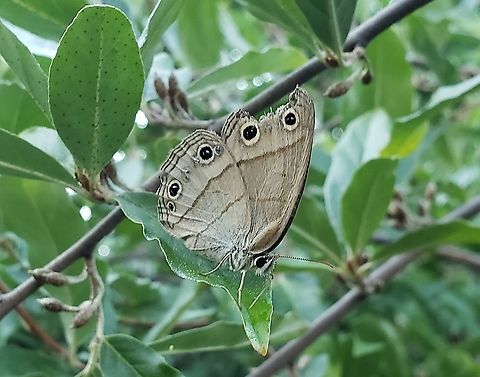 Little Wood Satyr This is a picture of a Little Wood Satyr at Greenbury Point near Annapolis, Maryland. Geotagged,Little wood satyr,Megisto cymela,Summer,United States