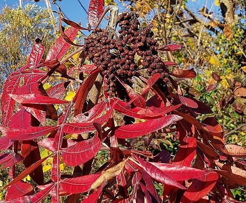 Winged Sumac This is a picture of Winged Sumac at Greenbury Point near Greenbury Point near Annapolis, Maryland. Fall,Geotagged,Rhus copallinum,United States,Winged sumac