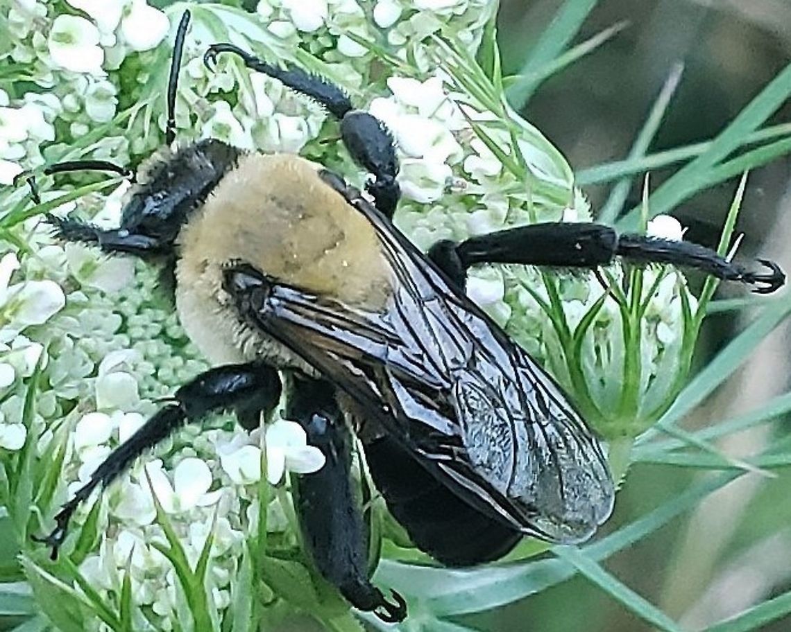 Hibiscus Bee This is a picture of a Ptilothrix bombiformis at Greenbury Point near Annapolis, Maryland. Geotagged,Ptilothrix bombiformis,Summer,United States