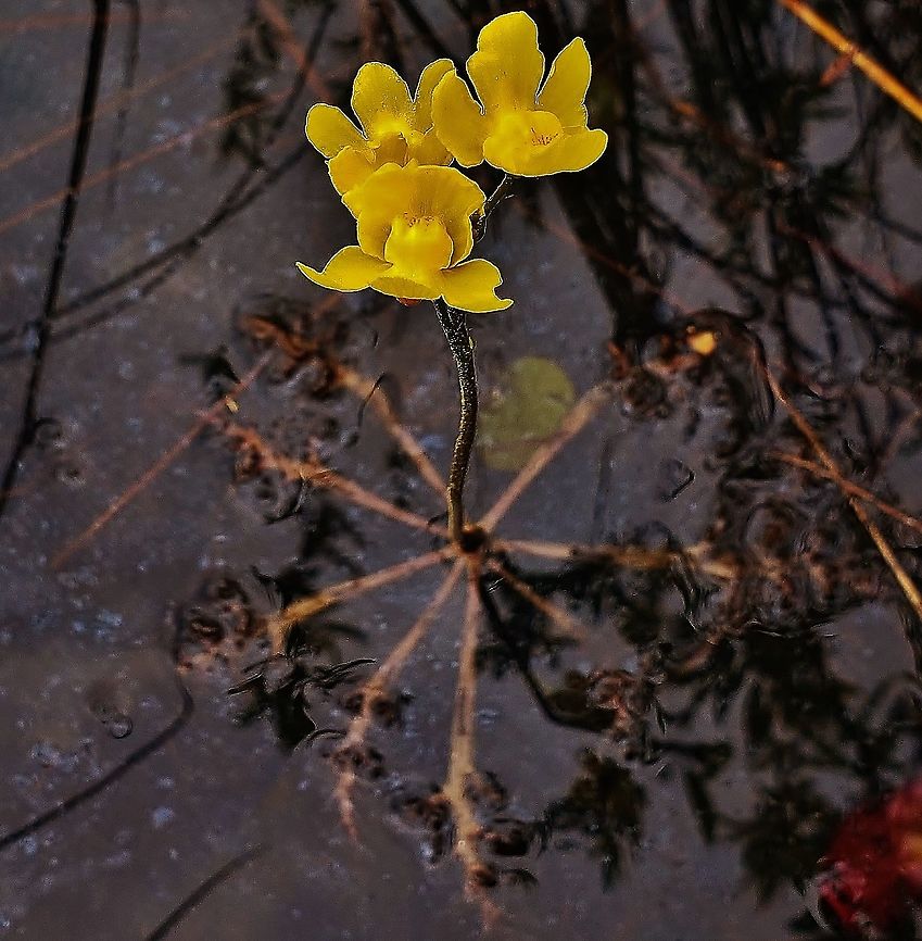 Swollen Bladder At New Marsh This is a picture of Swollen Bladderwort at New Marsh on the North Tract of the Patuxent Research Refuge near Fort Meade, Maryland. Geotagged,Spring,Swollen Bladderwort,United States,Utricularia inflata