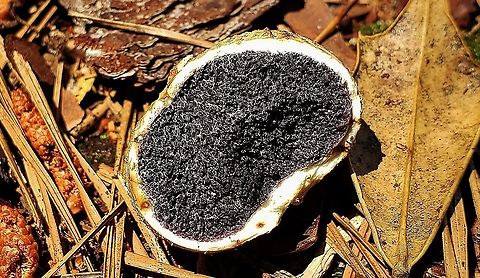 Common Earthball This is a picture of a common earthball at Lake Waterford Park in Pasadena, Maryland. Common Earthball,Geotagged,Scleroderma citrinum,Spring,United States