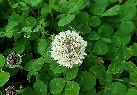 White Clover At AACC This is a picture of White Clover on the campus of Anne Arundel Community College in Arnold, Maryland. Geotagged,Spring,Trifolium repens,United States,White clover