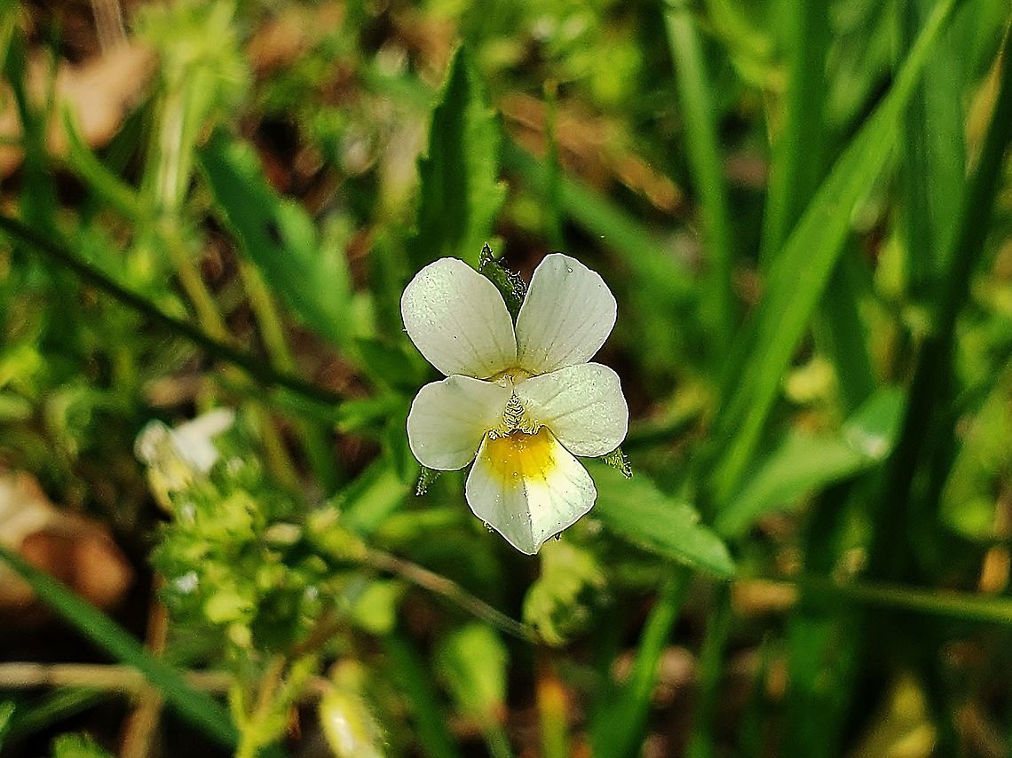 European Field Pansy This is a picture of a European Field Pansy at Anne Arundel Community College in Arnold, Maryland. Field pansy,Geotagged,Spring,United States,Viola  arvensis