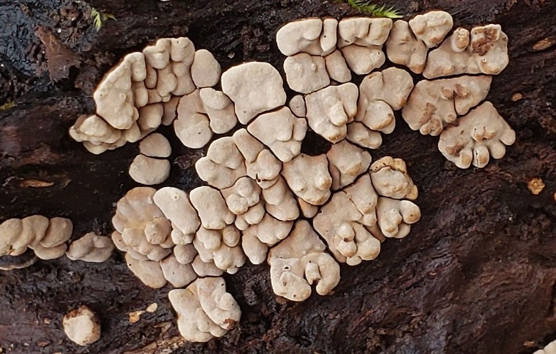Ceramic Parchment This is a picture of Ceramic Parchment at Broad Creek Park near Annapolis, Maryland. Geotagged,United States,Winter,Xylobolus frustulatus