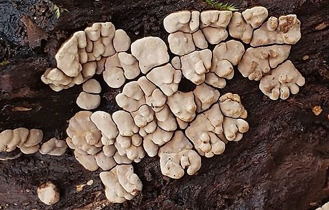 Ceramic Parchment This is a picture of Ceramic Parchment at Broad Creek Park near Annapolis, Maryland. Geotagged,United States,Winter,Xylobolus frustulatus