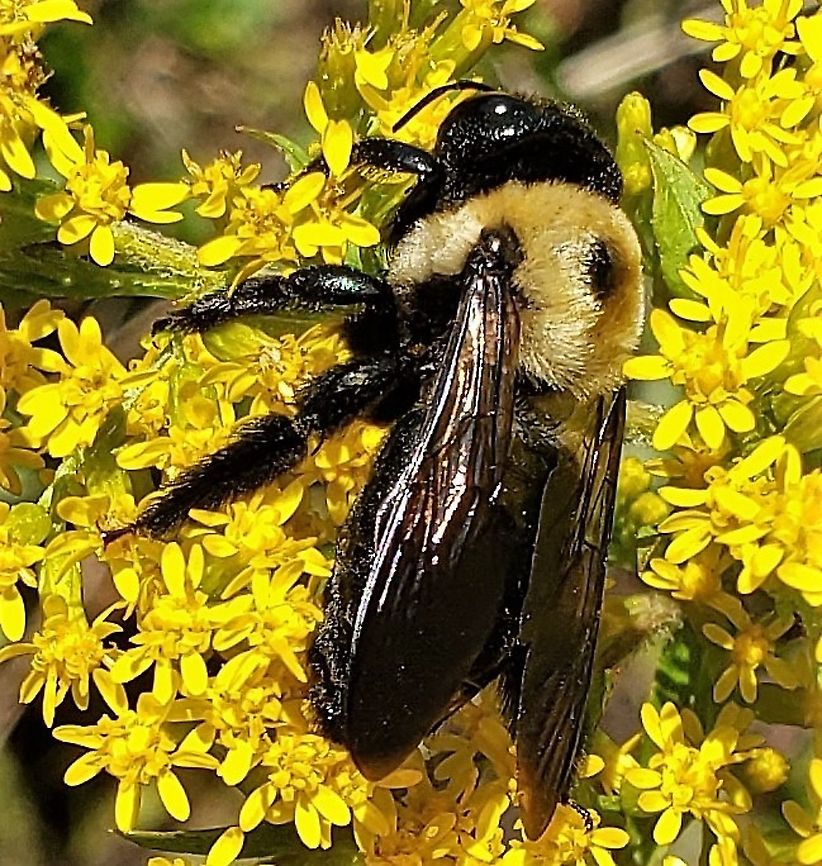 Eastern Carpenter Bee At North Tract This is a picture of an Eastern Carpenter Bee on the North Tract of the Patuxent Research Refuge near Fort Meade, Maryland. Eastern Carpenter Bee,Geotagged,Summer,United States,Xylocopa virginica