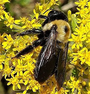 Eastern Carpenter Bee At North Tract This is a picture of an Eastern Carpenter Bee on the North Tract of the Patuxent Research Refuge near Fort Meade, Maryland. Eastern Carpenter Bee,Geotagged,Summer,United States,Xylocopa virginica