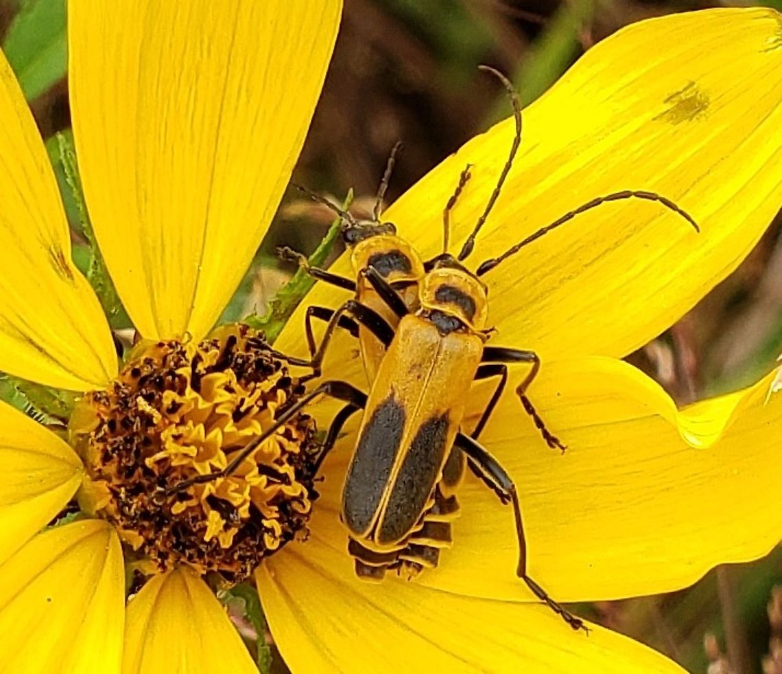 Goldenrod Soldier Beetles This is a picture of a pair of Goldenrod Soldier Beetles on the North Tract of the Patuxent Research Refuge near Fort Meade, Maryland. Chauliognathus pensylvanicus,Fall,Geotagged,Goldenrod Soldier Beetles,United States