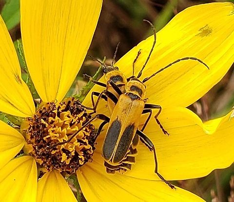 Goldenrod Soldier Beetles This is a picture of a pair of Goldenrod Soldier Beetles on the North Tract of the Patuxent Research Refuge near Fort Meade, Maryland. Chauliognathus pensylvanicus,Fall,Geotagged,Goldenrod Soldier Beetles,United States