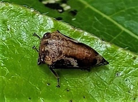 Vanduzea arquata This is a picture of Vanduzea arquata on the grounds of Chesapeake High School in Pasadena, Maryland. Geotagged,Spring,United States,Vanduzea arquata