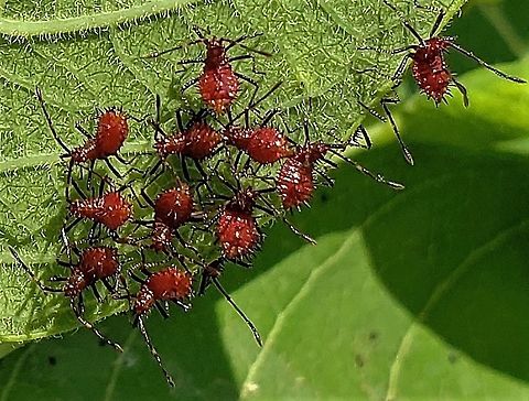 Euthochtha galeator This is a picture of Euthochtha galeator on the North Tract of the Patuxent Research Refuge near Fort Meade, Maryland. Euthochtha galeator,Geotagged,Helmeted Squash Bug,Summer,United States