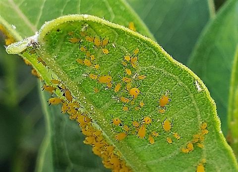 Aphis nerii This is a picture of  Aphis nerii at Fort Smallwood Park in Pasadena, Maryland. Aphis nerii,Geotagged,Summer,United States