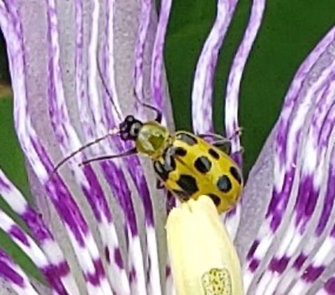 Spotted Cucumber Beetle This is a picture of a spotted cucumber beetle at Fort Armistead in Baltimore City, Maryland. Diabrotica undecimpunctata,Geotagged,Spotted cucumber beetle,Summer,United States