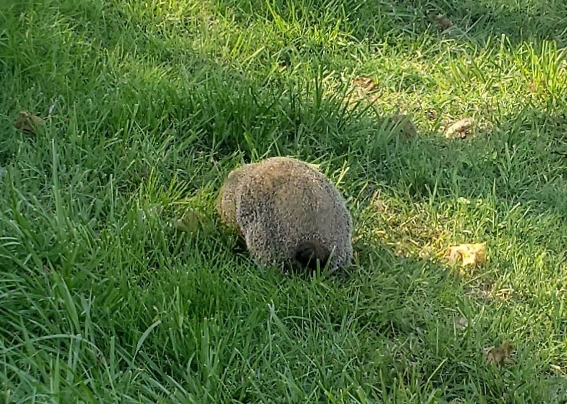 Groundhog This is a picture of a groundhog at Fort Armistead Park in Baltimore City, Maryland. Geotagged,Groundhog,Marmota monax,Summer,United States