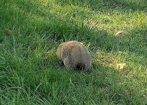 Groundhog This is a picture of a groundhog at Fort Armistead Park in Baltimore City, Maryland. Geotagged,Groundhog,Marmota monax,Summer,United States
