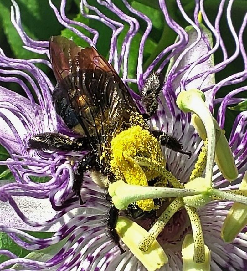 Eastern Carpenter Bee This is a picture of an Eastern Carpenter Bee at Fort Armistead Park in Baltimore City, Maryland. Eastern Carpenter Bee,Geotagged,Summer,United States,Xylocopa virginica