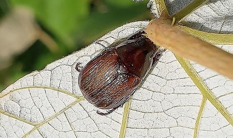 Callistethus marginatus This is a picture of a Callistethus marginatus on the South Tract of the Patuxent Research Refuge near Laurel, Maryland. Callistethus marginatus,Geotagged,Margined Shining Leaf Chafer,Summer,United States