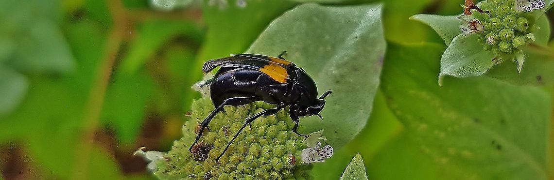 Macrosiagon dimidiata This is a picture of Macrosiagon dimidiata on the North Tract of the Patuxent Research Refuge near Fort Meade, Maryland. Geotagged,Macrosiagon dimidiata,Summer,United States