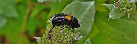 Macrosiagon dimidiata This is a picture of Macrosiagon dimidiata on the North Tract of the Patuxent Research Refuge near Fort Meade, Maryland. Geotagged,Macrosiagon dimidiata,Summer,United States