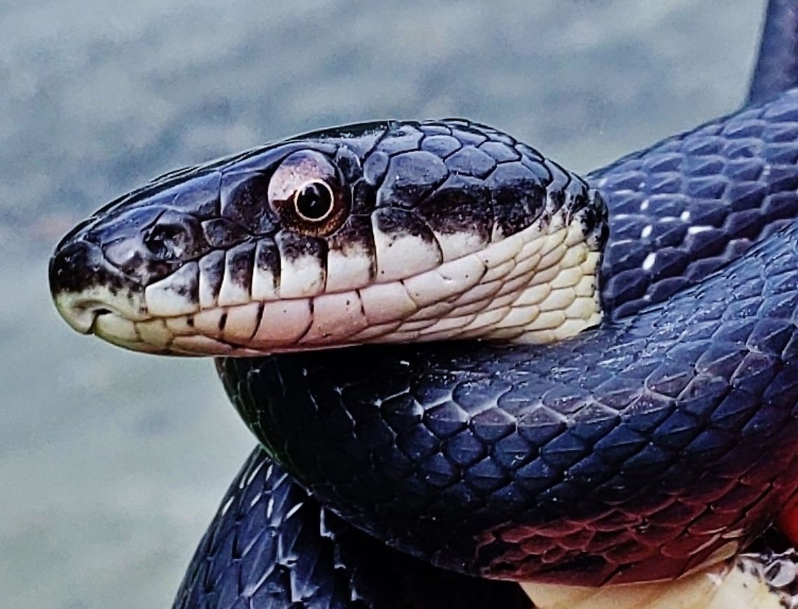 Pantherophis alleghaniensis This is a picture of a Pantherophis alleghaniensis on the North Tract of the Patuxent Research Refuge near Fort Meade, Maryland. Eastern ratsnake,Geotagged,Pantherophis alleghaniensis,Pantherophis obsoletus,Summer,United States,Western rat snake