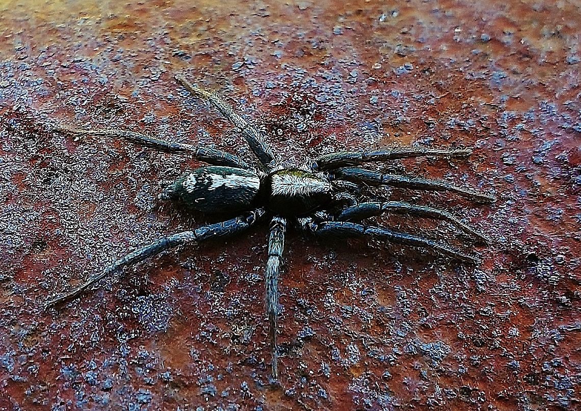 Eastern Parson Spider This is a picture of a Herpyllus ecclesiasticus on the campus of Anne Arundel Community College in Arnold, Maryland.<br />
 Eastern Parson Spider,Fall,Geotagged,Herpyllus ecclesiasticus,United States