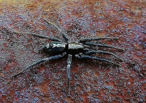 Eastern Parson Spider This is a picture of a Herpyllus ecclesiasticus on the campus of Anne Arundel Community College in Arnold, Maryland.
 Eastern Parson Spider,Fall,Geotagged,Herpyllus ecclesiasticus,United States