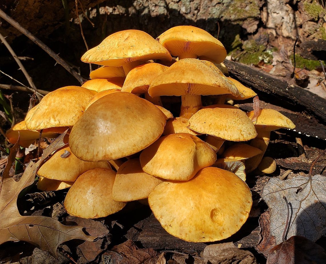 Gymnopilus subspectabilis This is a picture of Gymnopilus subspectabilis in the woods near the Beltsville Agricultural Research Center in Prince George&#039;s County, Maryland. Fall,Geotagged,Gymnopilus subspectabilis,United States